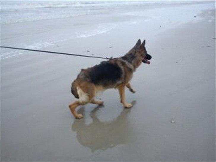 Schæferhund Liva<3 billede 7