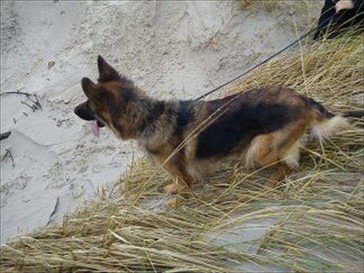Schæferhund Liva<3 billede 8