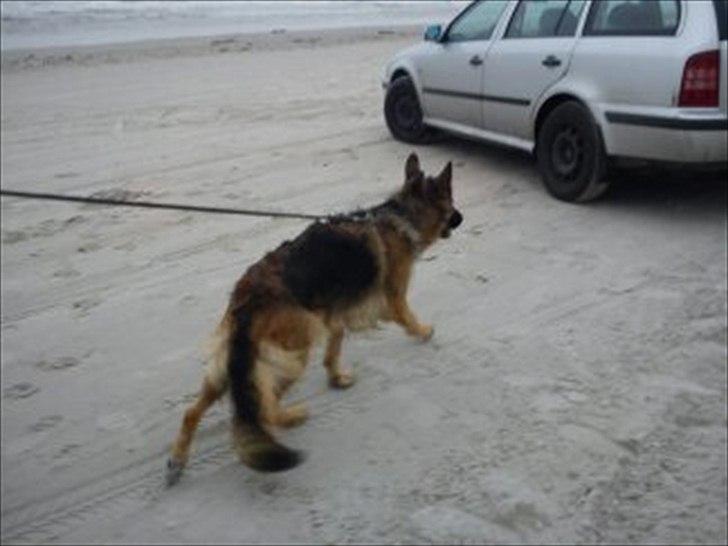 Schæferhund Liva<3 billede 9