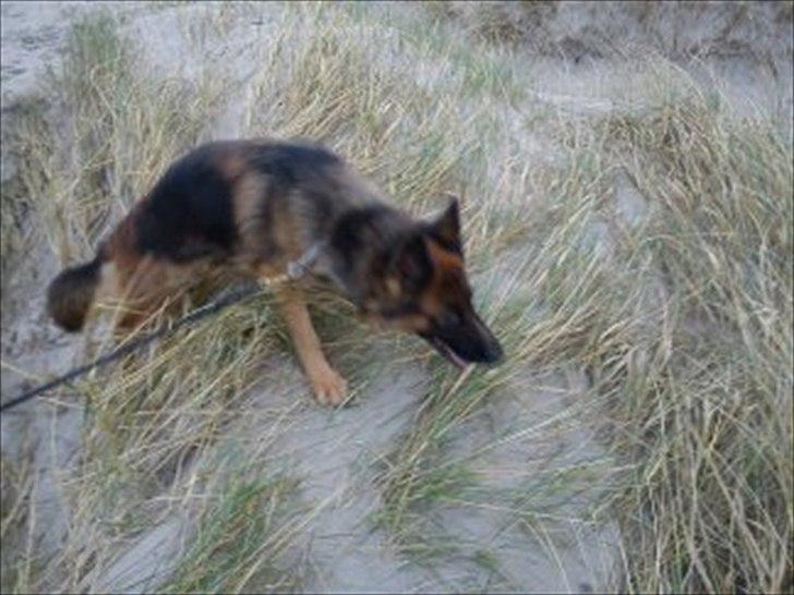 Schæferhund Liva<3 billede 10