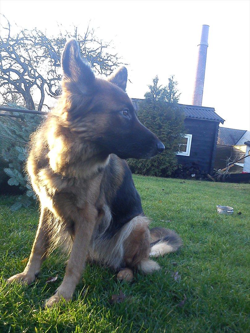 Schæferhund Liva<3 billede 11