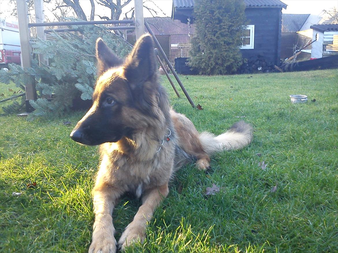 Schæferhund Liva<3 billede 12