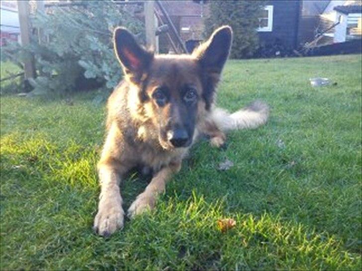 Schæferhund Liva<3 billede 13