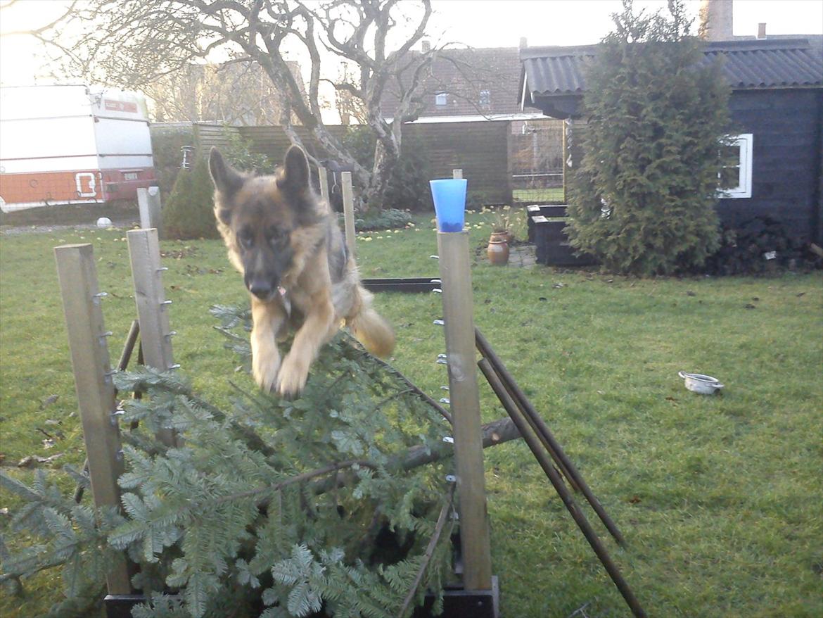 Schæferhund Liva<3 billede 14