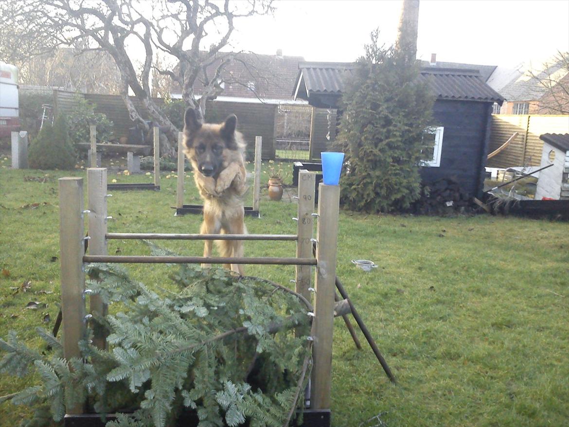 Schæferhund Liva<3 billede 15