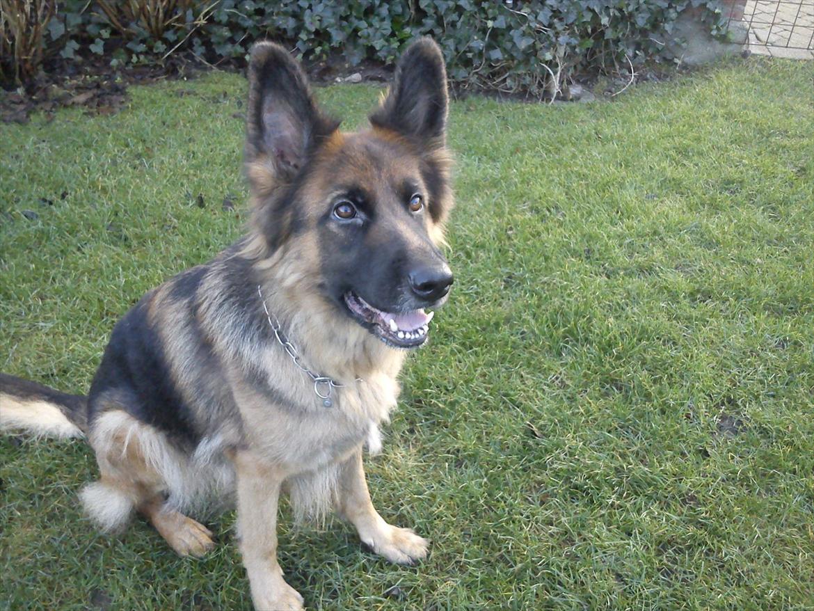 Schæferhund Liva<3 billede 16