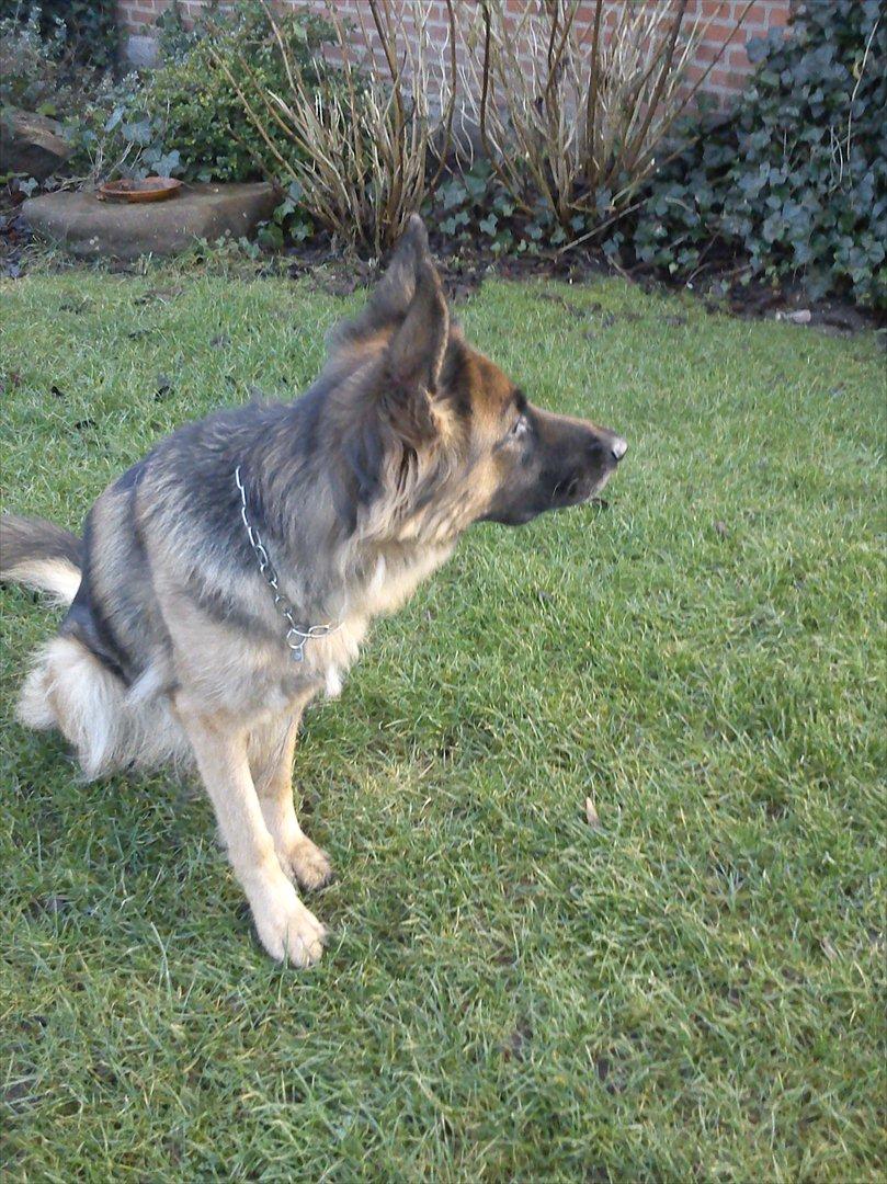 Schæferhund Liva<3 billede 17