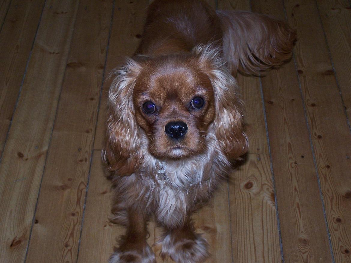 Cavalier king charles spaniel Kongo billede 1