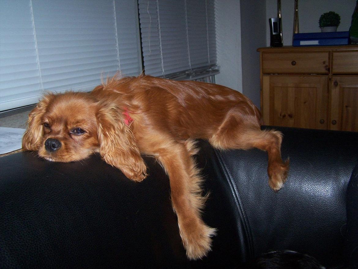 Cavalier king charles spaniel Kongo billede 13