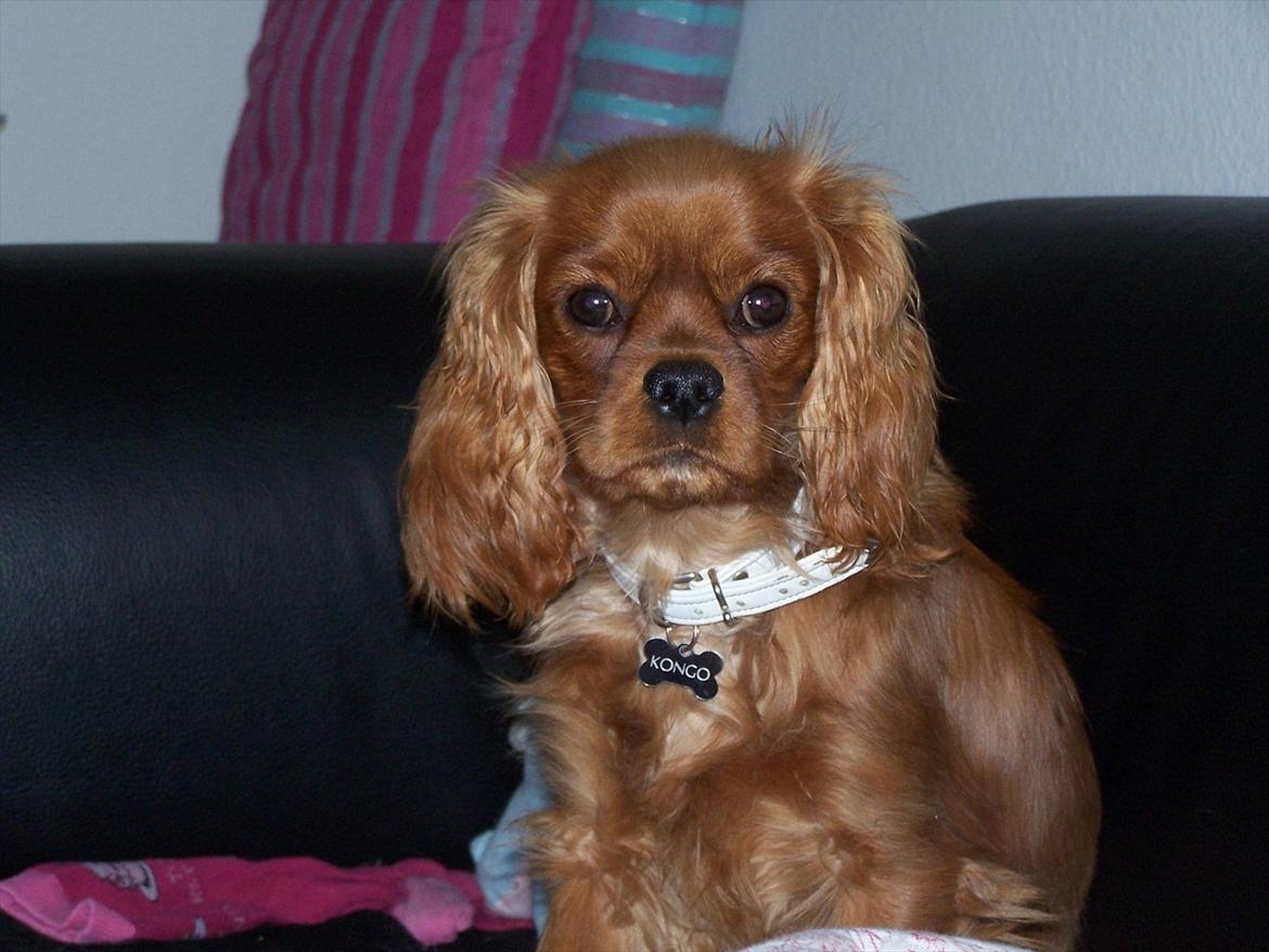 Cavalier king charles spaniel Kongo billede 14