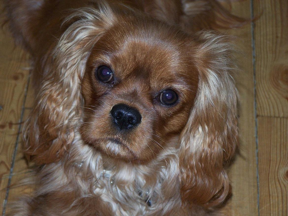Cavalier king charles spaniel Kongo billede 15