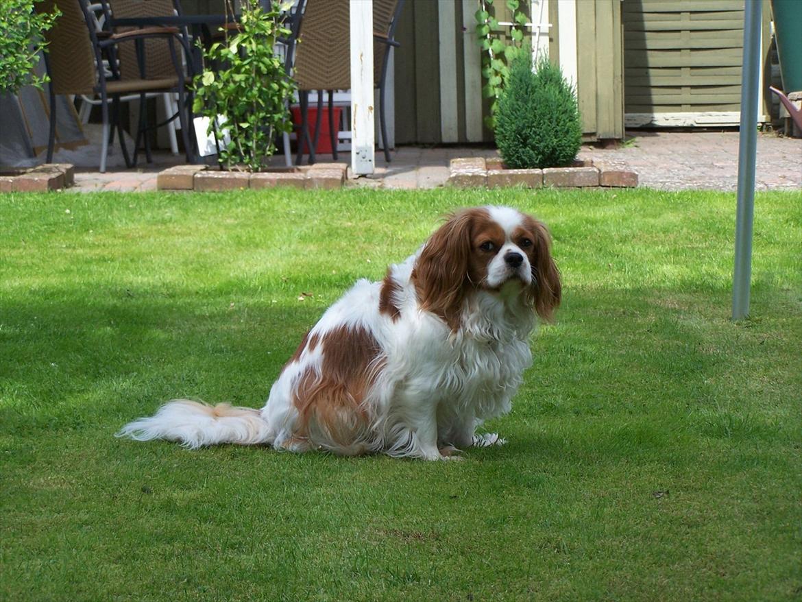 Cavalier king charles spaniel Salli billede 8