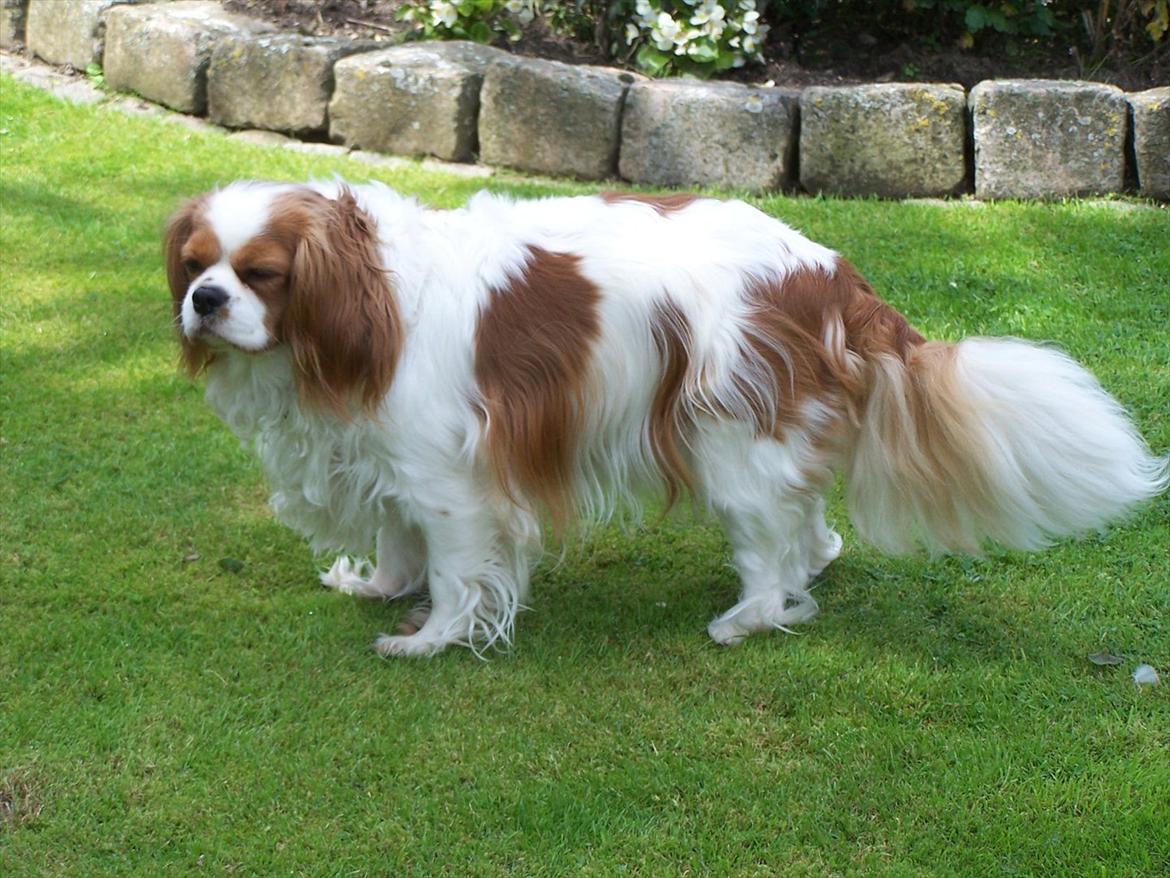 Cavalier king charles spaniel Salli billede 9