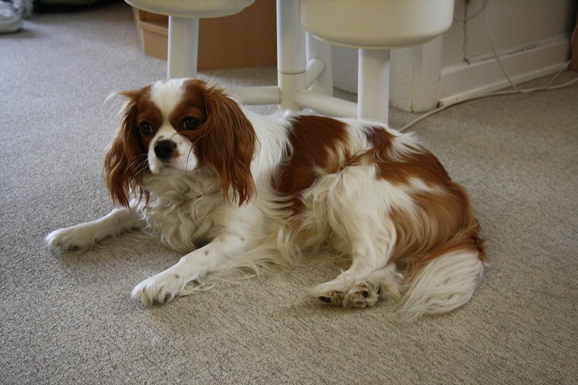 Cavalier king charles spaniel Salli billede 7