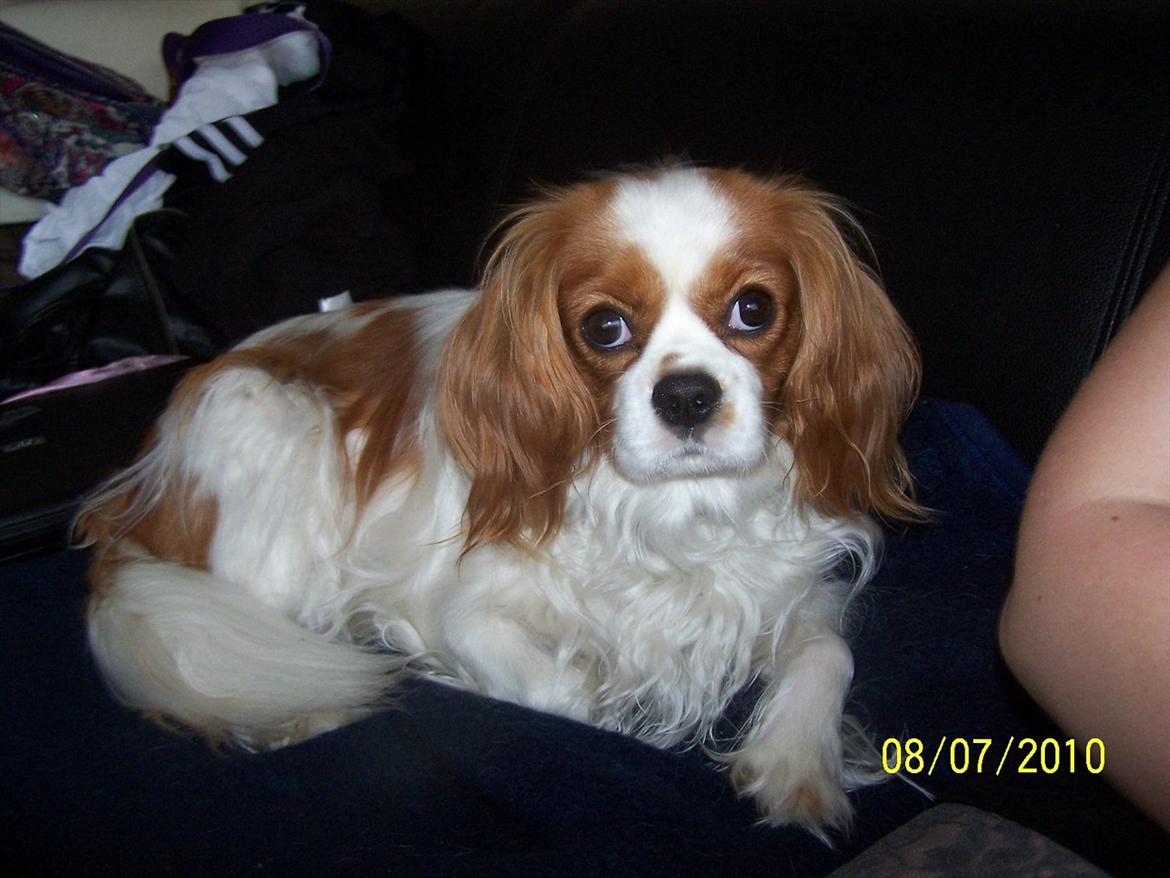 Cavalier king charles spaniel Salli billede 1