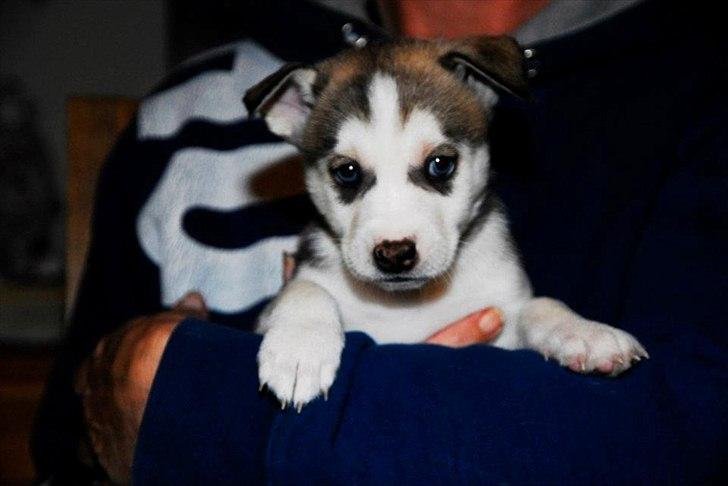 Blanding af racer Trinity billede 1