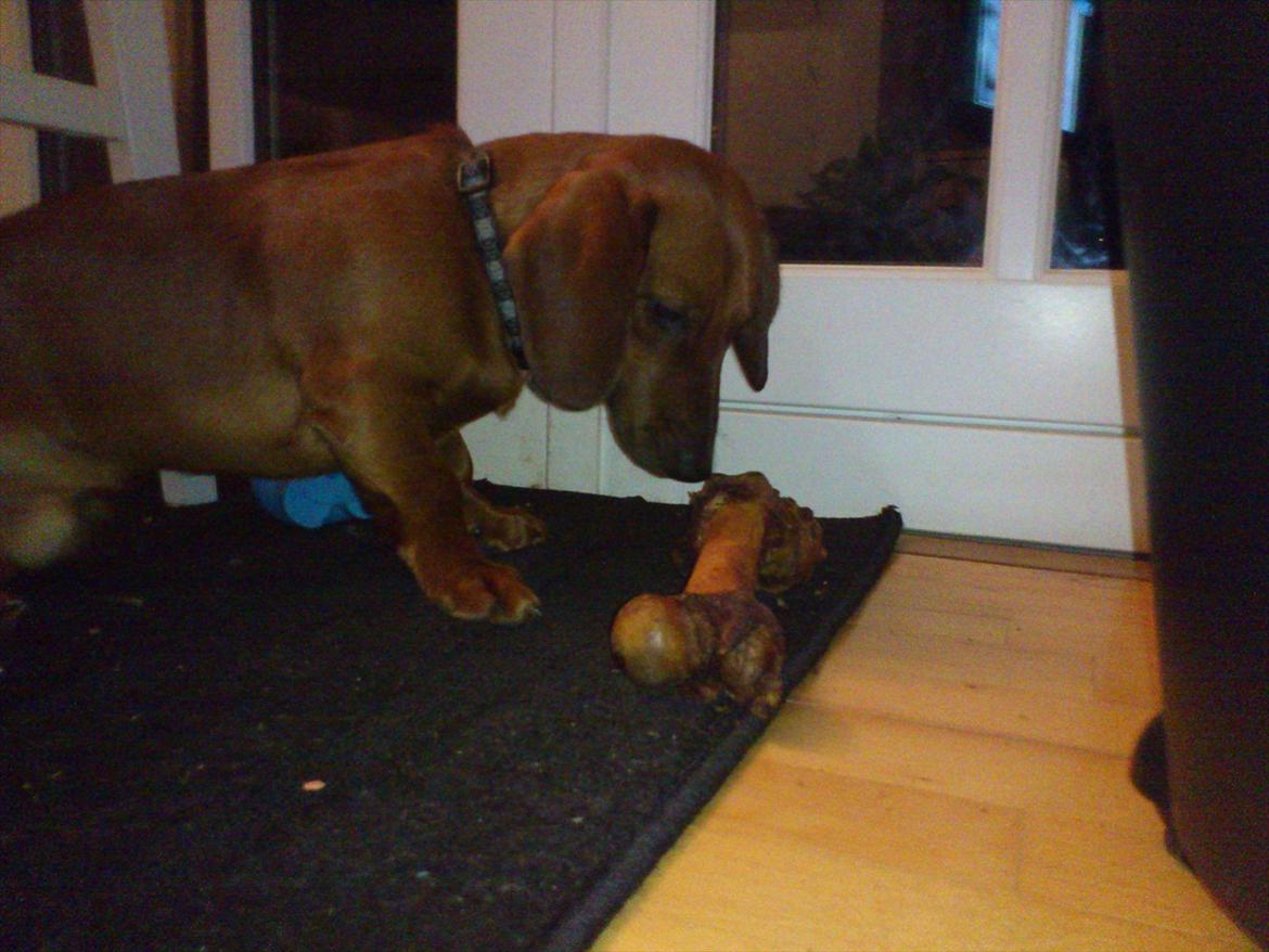 Gravhund Buster - Nytårsdag billede 15