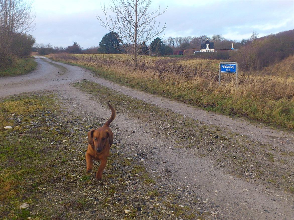 Gravhund Buster - 1. januar 2012 billede 16