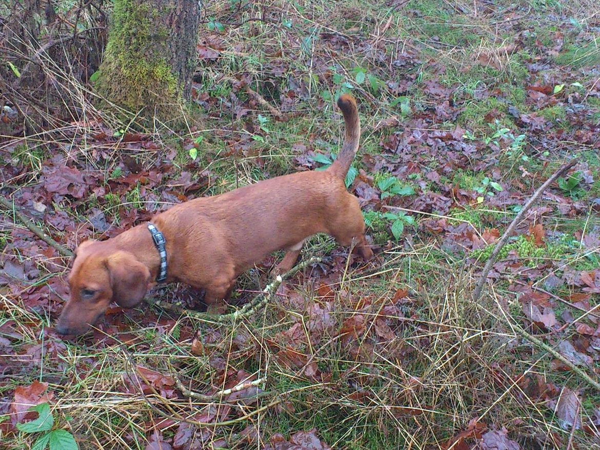 Gravhund Buster - 1. januar 2012 billede 17
