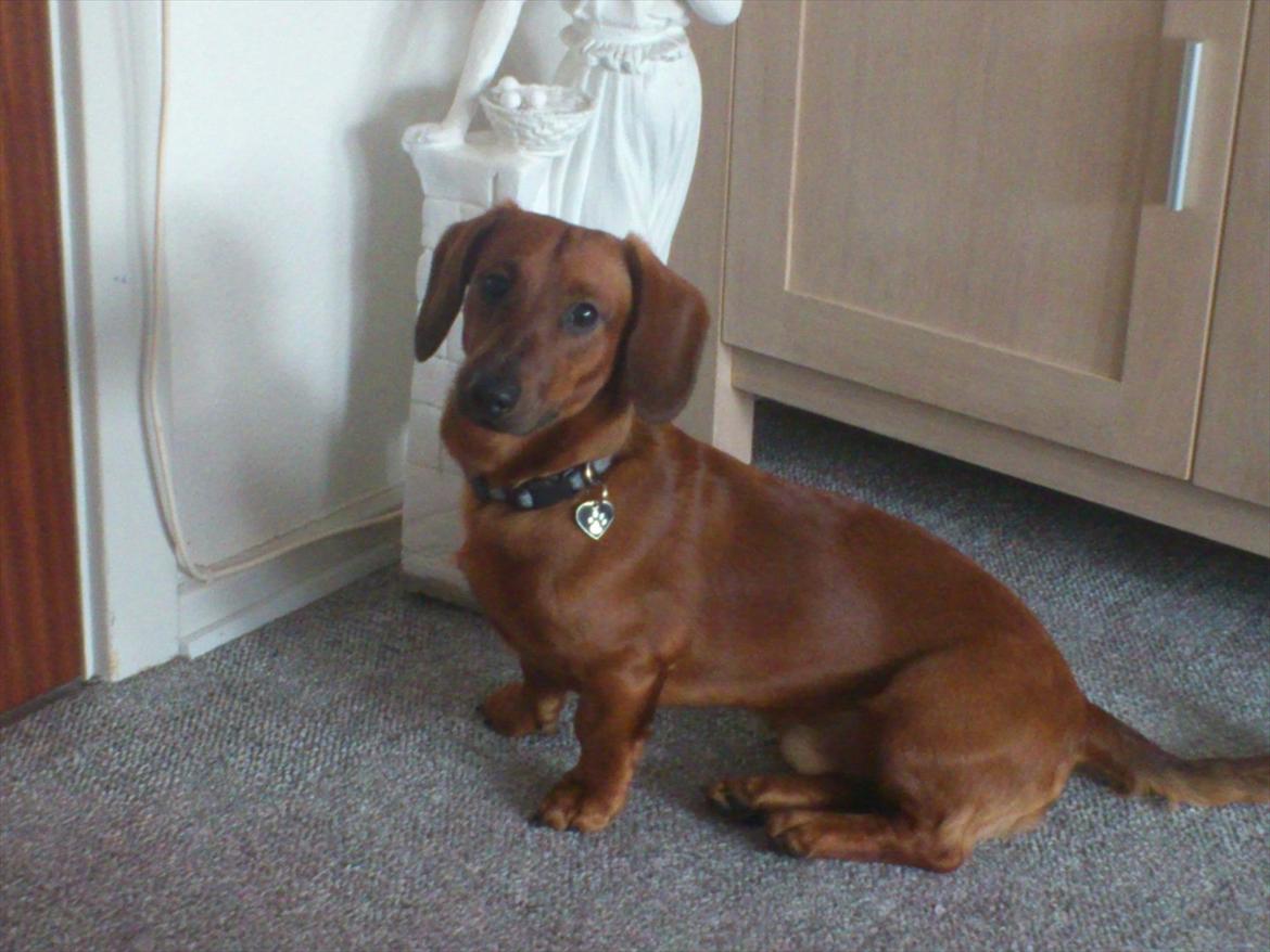 Gravhund Buster - Nytårsdag billede 18