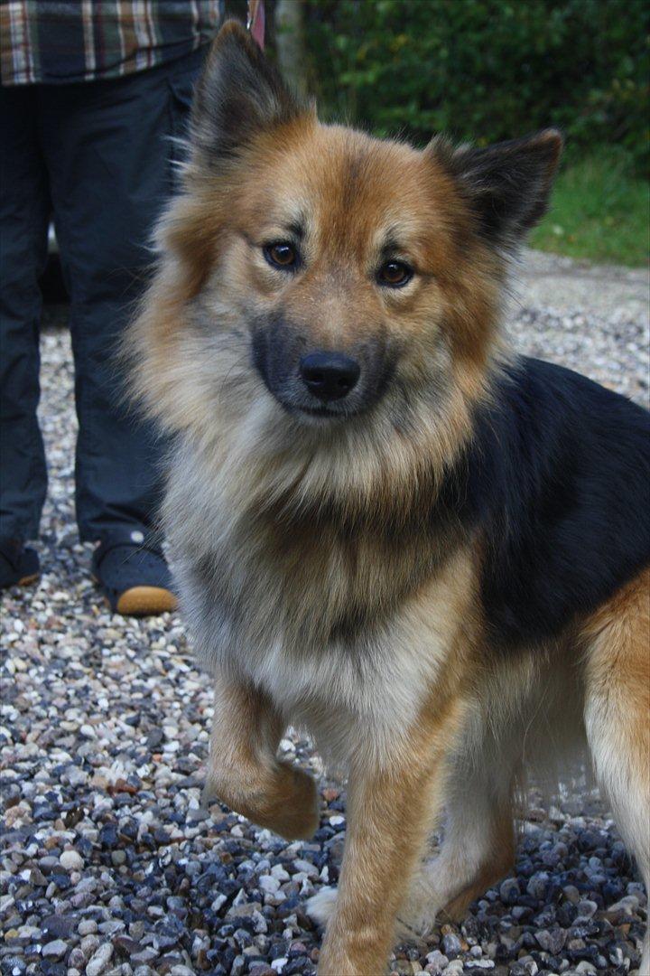 Islandsk fårehund Kappi - Da han var på besøg inden vi fik ham :) billede 1