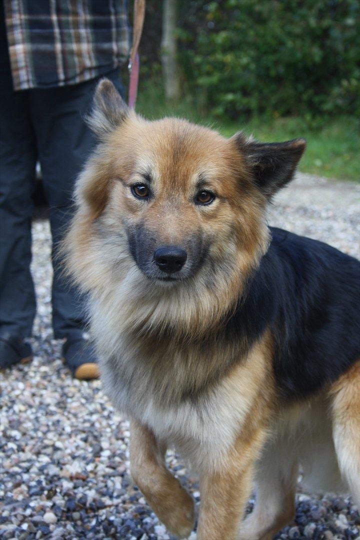 Islandsk fårehund Kappi billede 2