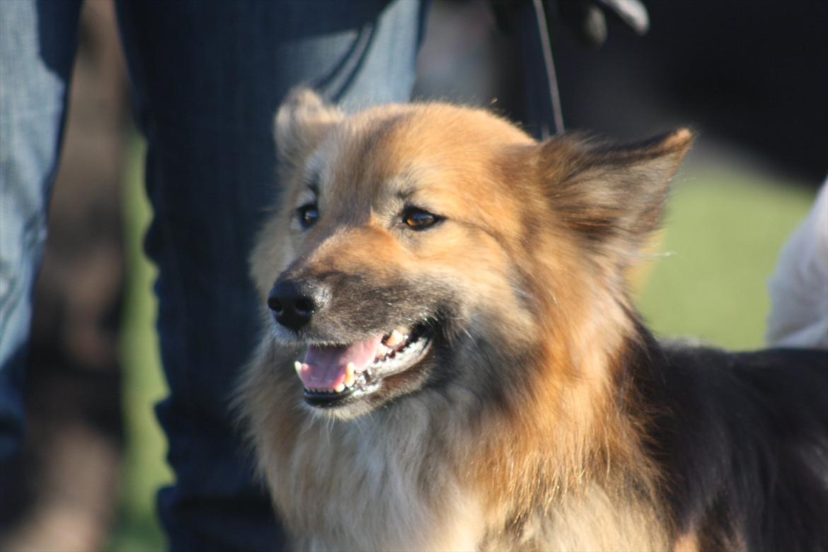 Islandsk fårehund Kappi - Til hundetræning billede 5