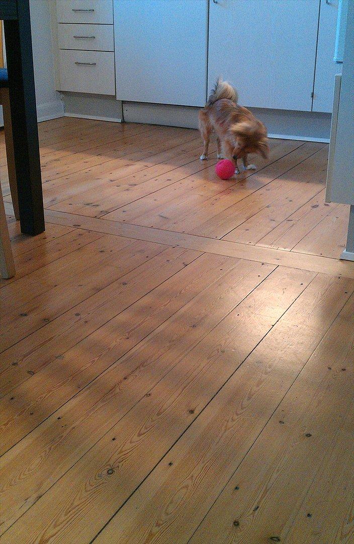 Blanding af racer Balou - 23.12.11 - Lille juleaften. Balou har fundet ud af, at hvis man triller bolden, så kommer der mad ud! billede 4