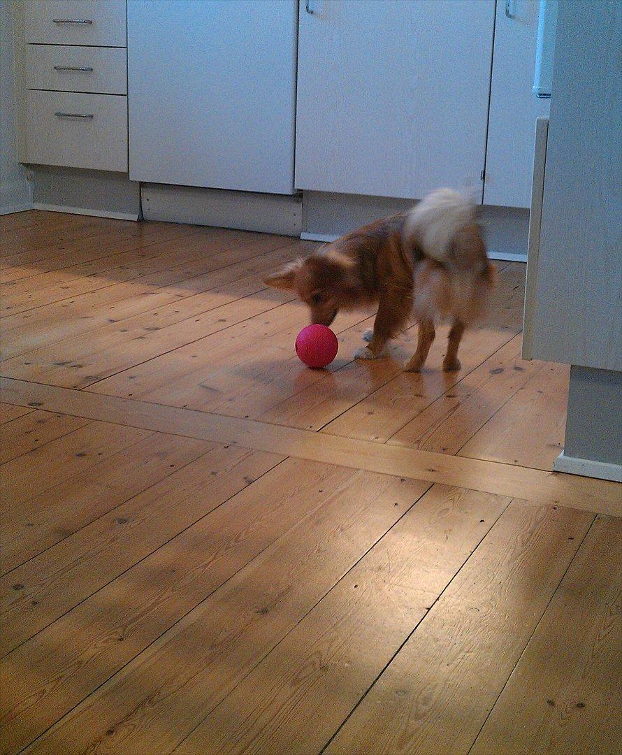 Blanding af racer Balou - 23.12.11 - Lille juleaften. Balou har fundet ud af, at hvis man triller bolden, så kommer der mad ud! billede 5