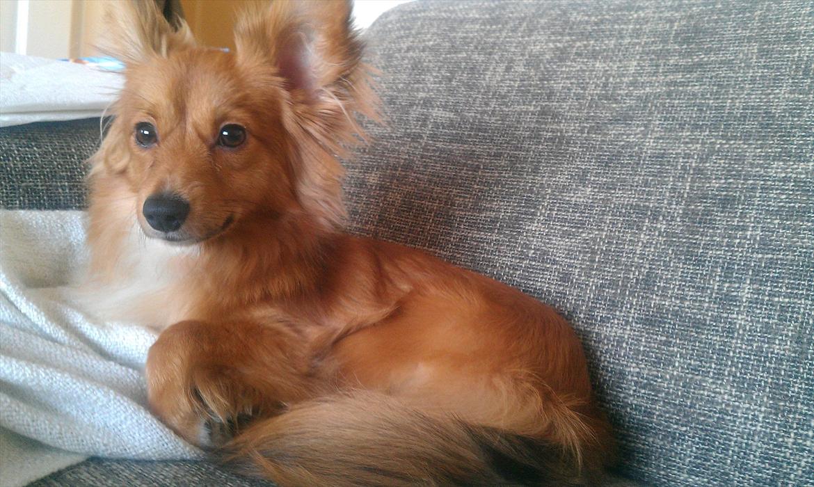 Blanding af racer Balou - 24.12.11 - Juleaftens dag. billede 6