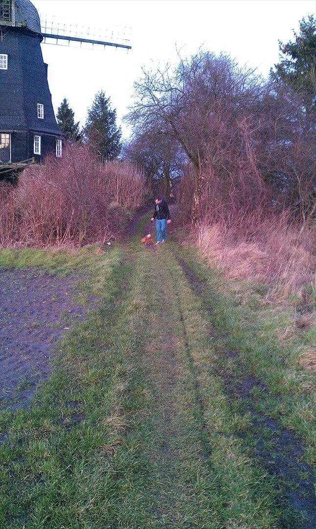 Blanding af racer Balou - 24.12.11 - Juleaften.  billede 7