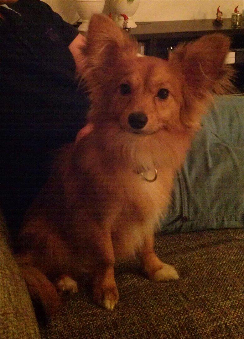 Blanding af racer Balou - 21.12.11 - Vi var netop kommet hjem med Balou på dette tidspunkt, efter at have hentet ham hos hans 'gamle mor' i Augustenborg. billede 3