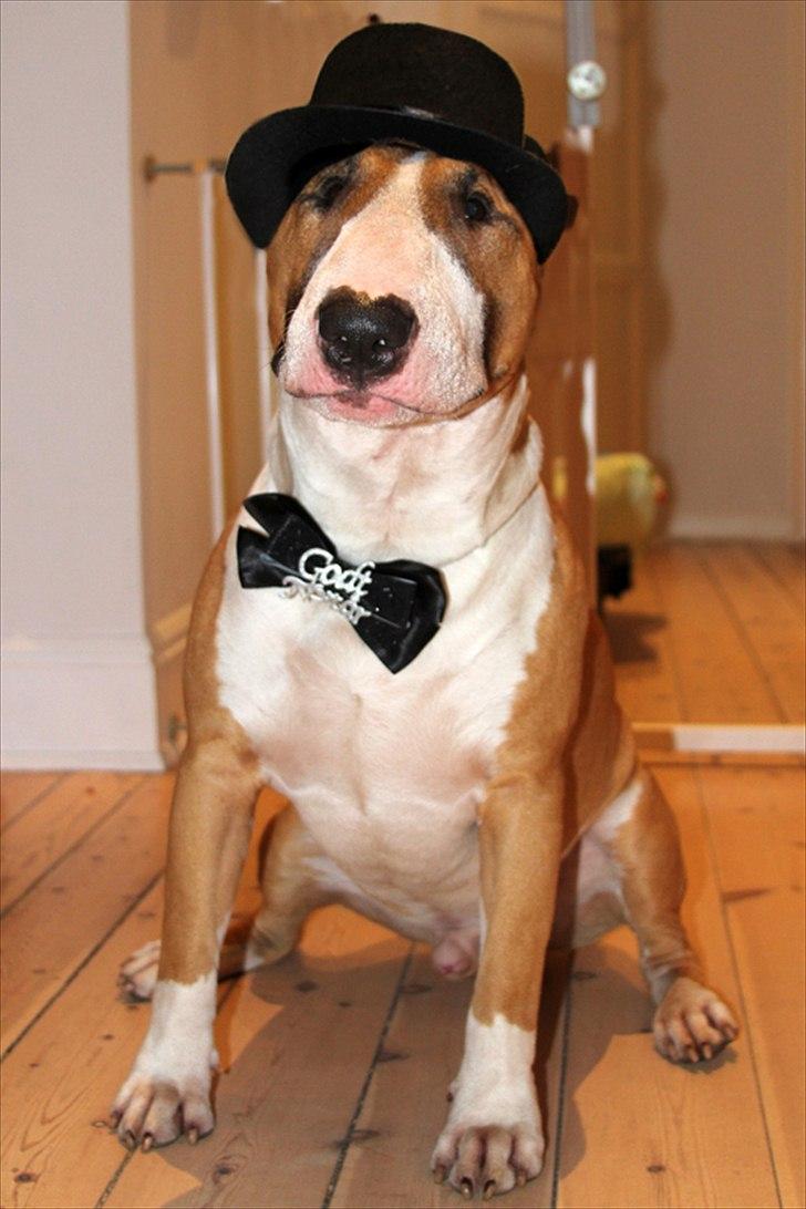 Bullterrier Cirkus billede 16