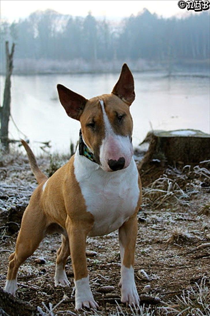 Bullterrier Cirkus billede 17