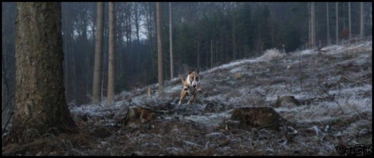 Bullterrier Cirkus billede 18