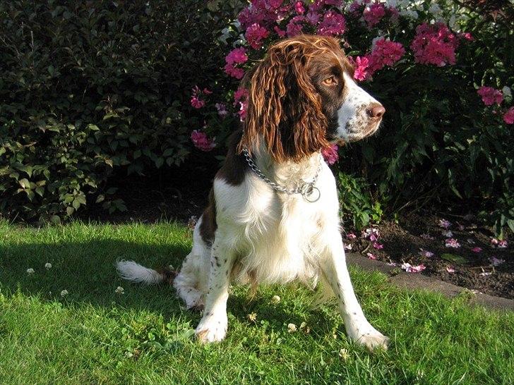 Blanding af racer Lady billede 1