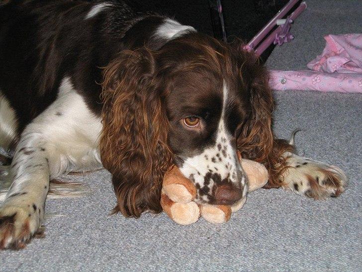 Blanding af racer Lady billede 2