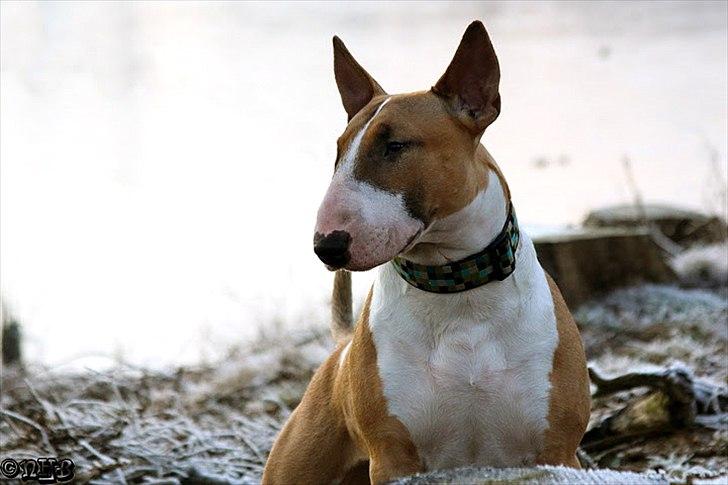Bullterrier Cirkus billede 19