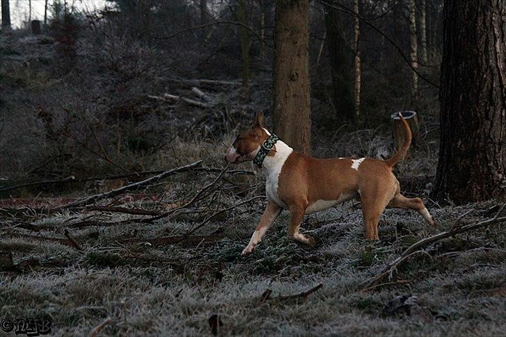 Bullterrier Cirkus billede 20