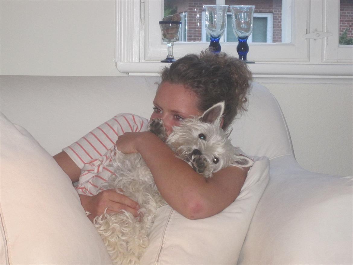 West highland white terrier Blixen - mig og Blixen <3 billede 2