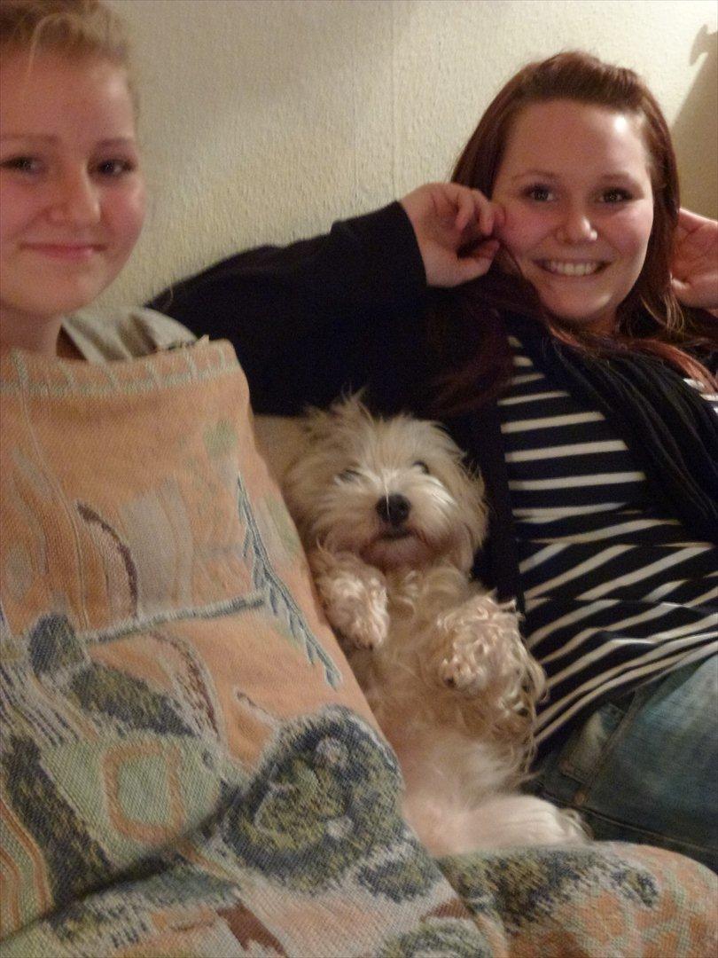 West highland white terrier Blixen - Familiehygge juleaften <3 billede 3