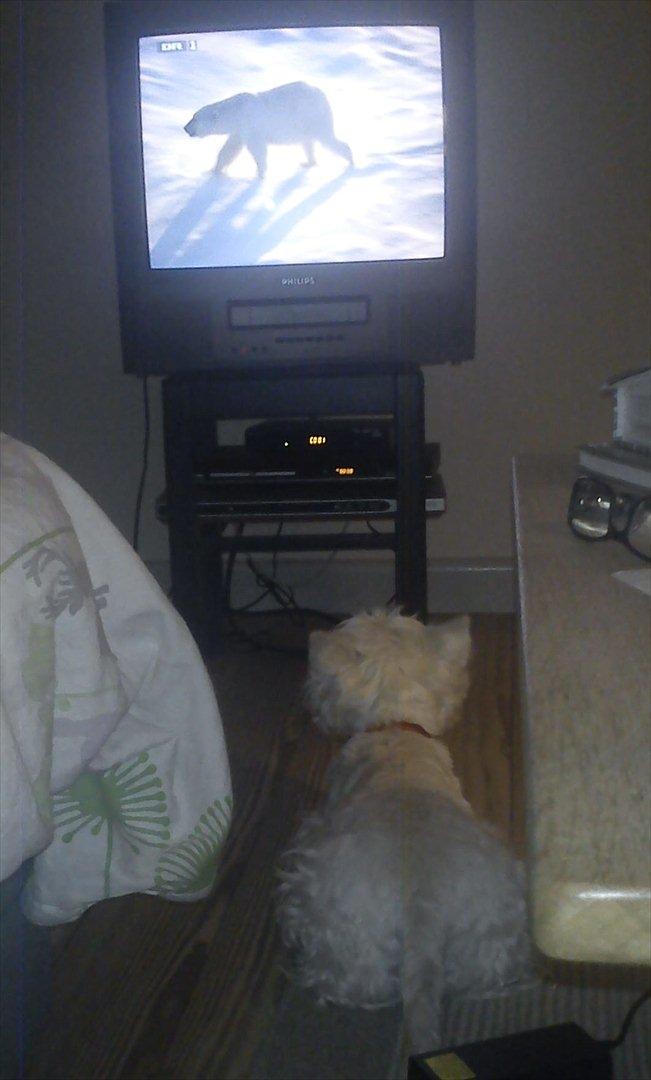 West highland white terrier Blixen - Når Blixen ser tv ;) billede 13