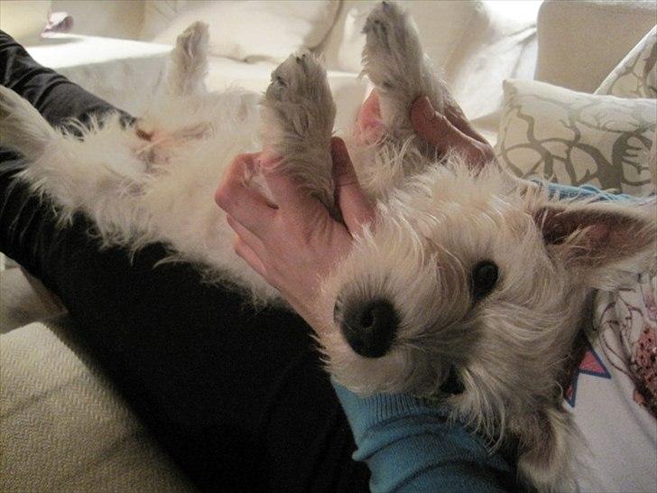 West highland white terrier Blixen - Blixen der hygger  billede 1