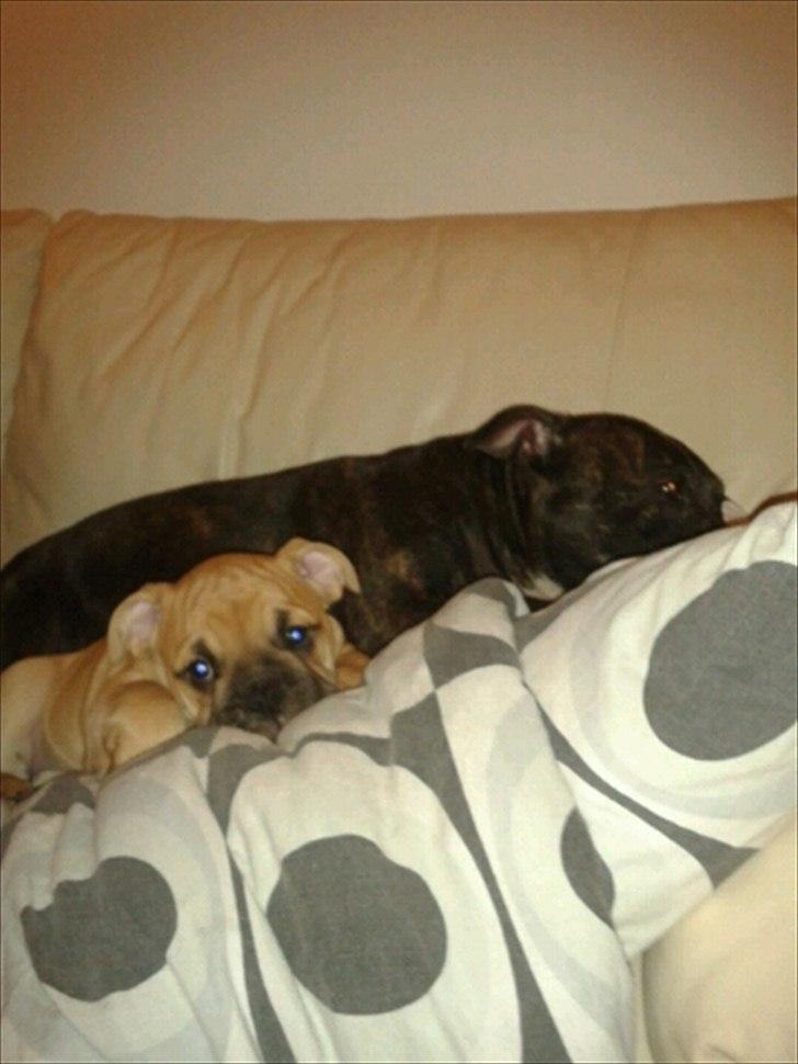 Olde english bulldogge Bullinas Frida billede 7