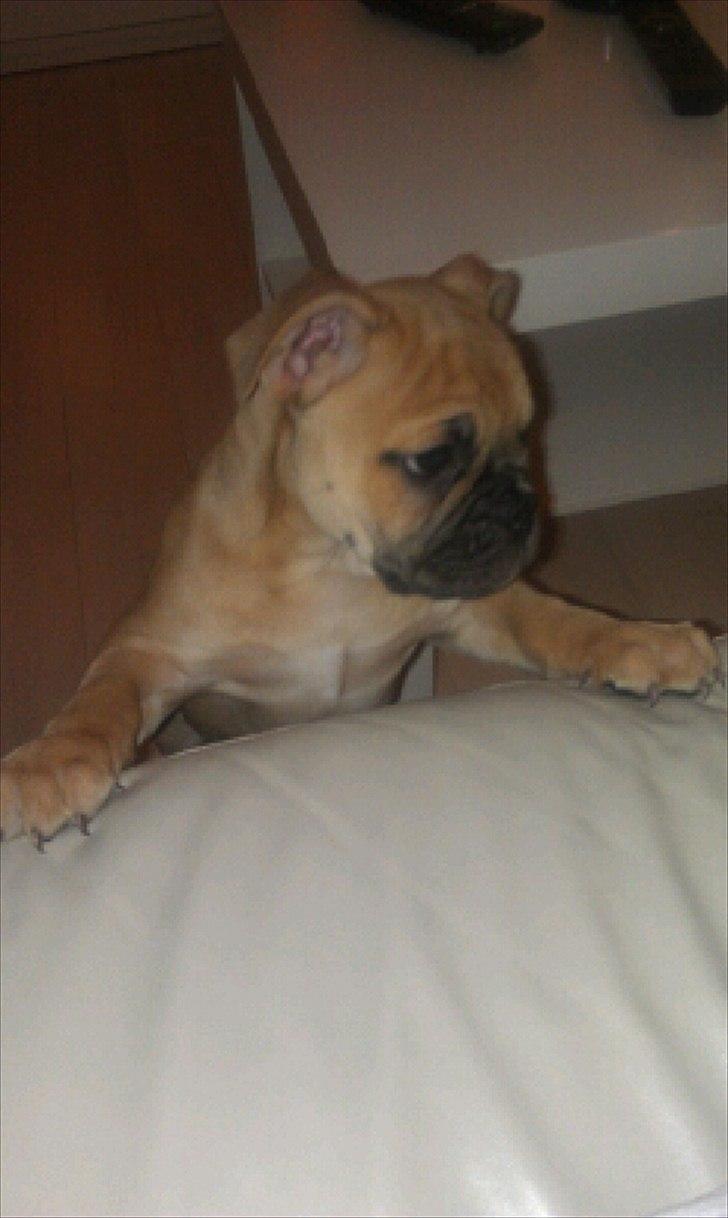 Olde english bulldogge Bullinas Frida billede 8