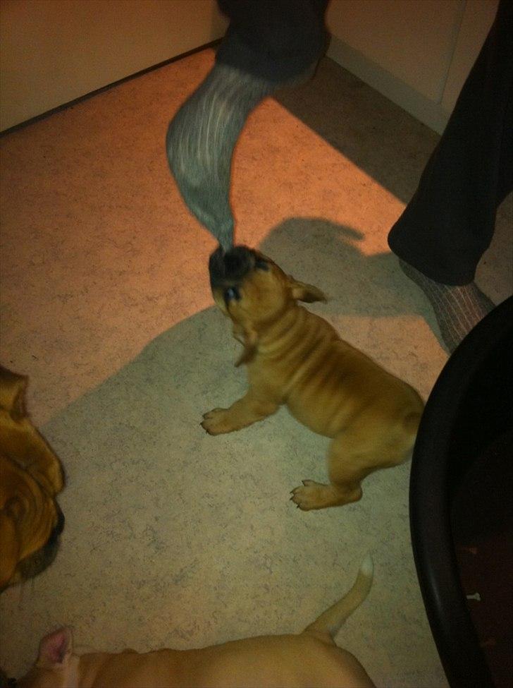 Olde english bulldogge Bullinas Frida billede 9