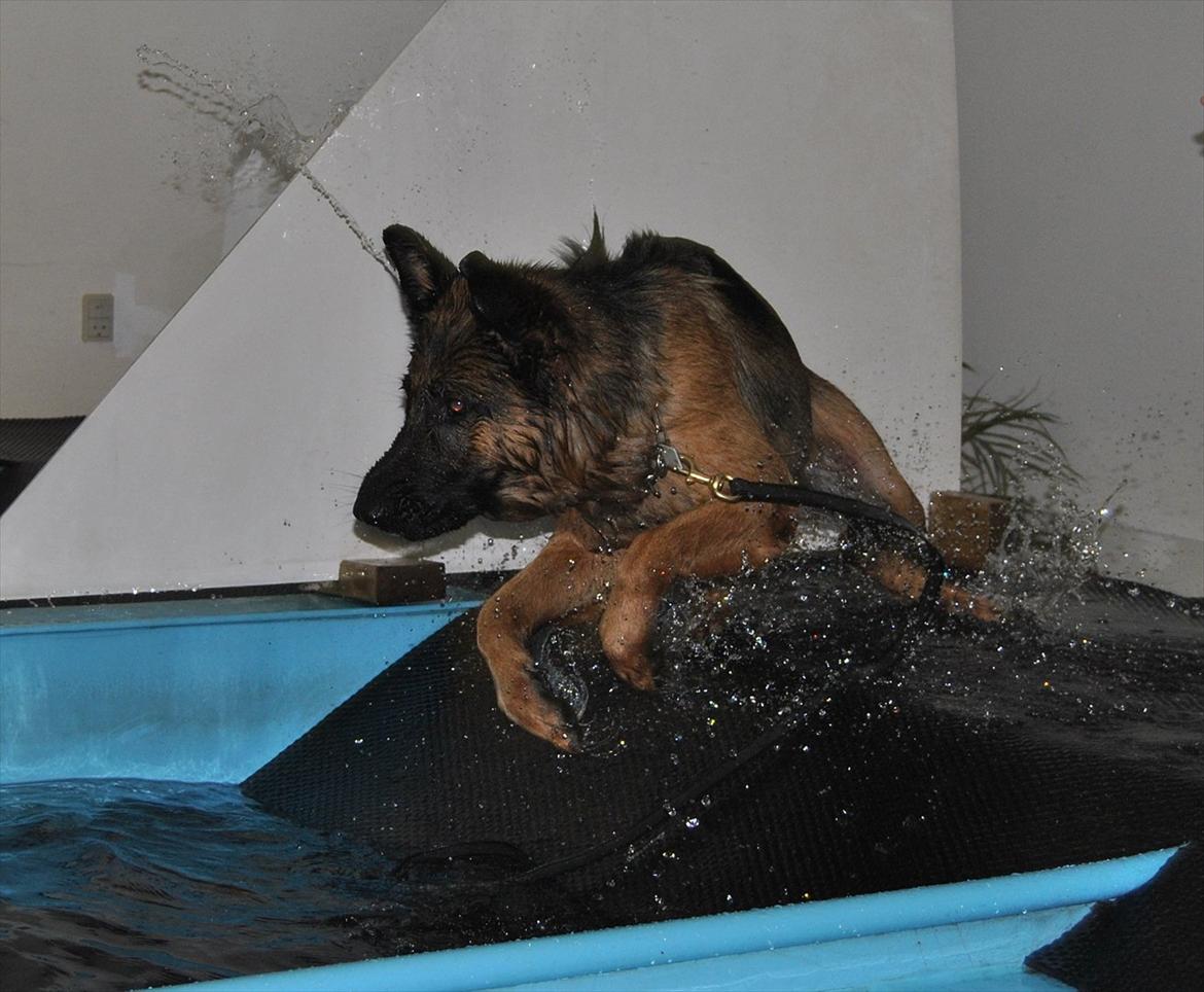 Schæferhund Akacias Mocca - Mocca elsker at svømme :-) billede 5