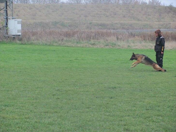 Schæferhund Akacias Mocca - Fuld fart på - ud for at hente apporten. billede 6