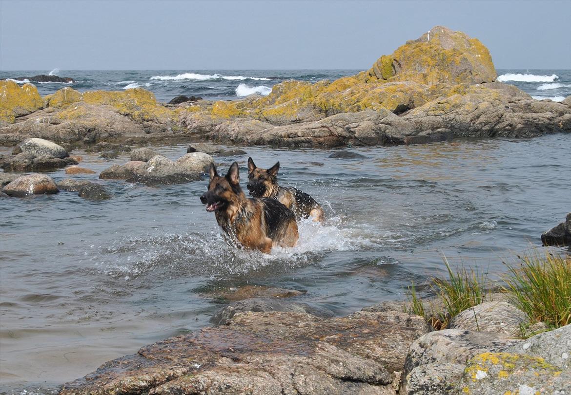 Schæferhund Akacias Mocca - Mocca sammen med sin mor, Samba, på Bornholm sommeren 2011. billede 7