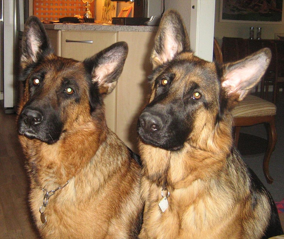 Schæferhund Akacias Mocca - Mocca sammen med sin mor; samba, hvem er hvem ? ;-) billede 8